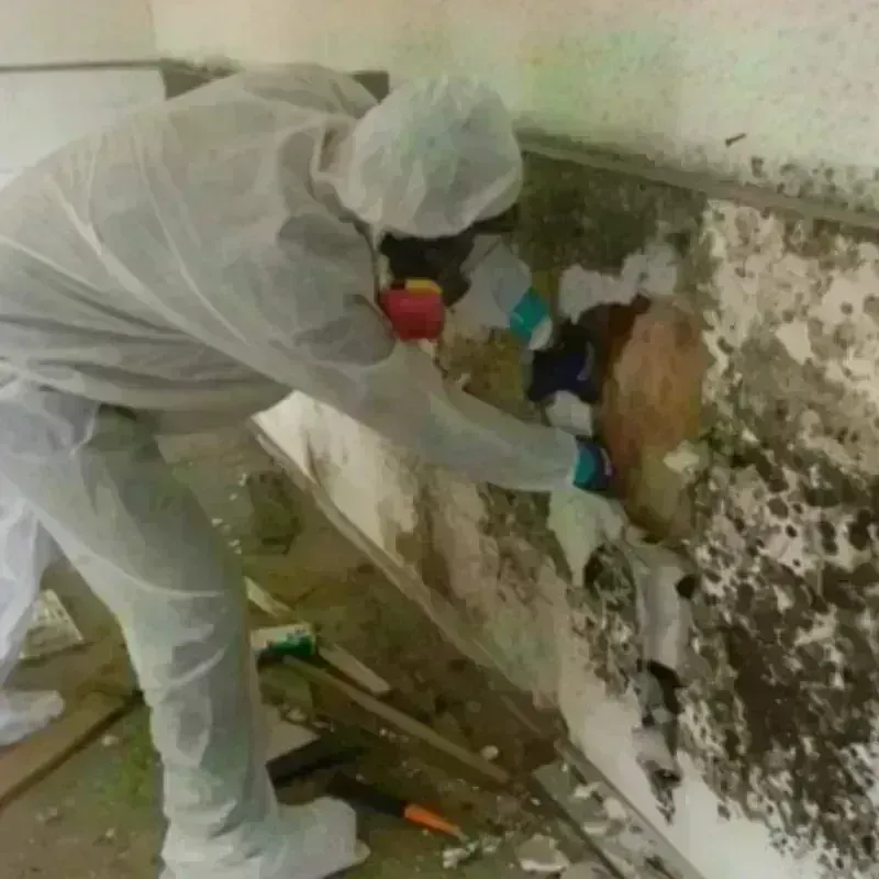 Mold Remediation and Removal in Annandale, NJ